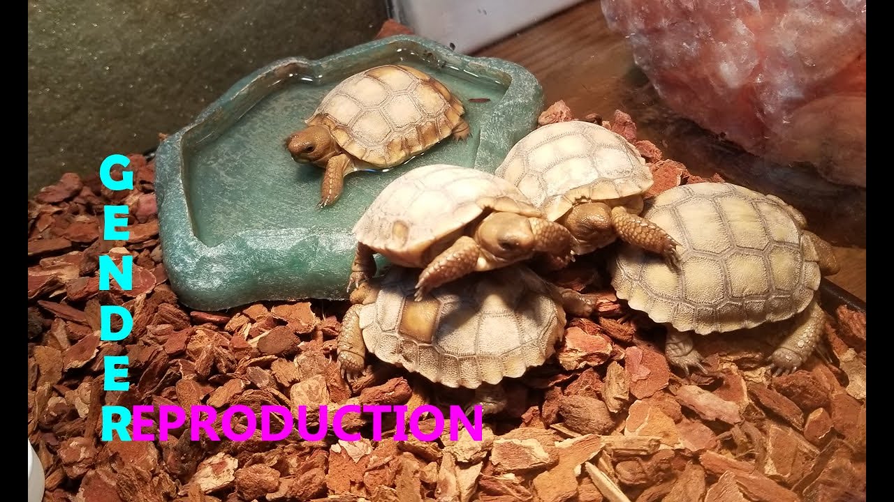 Desert Tortoise Gender and Reproduction