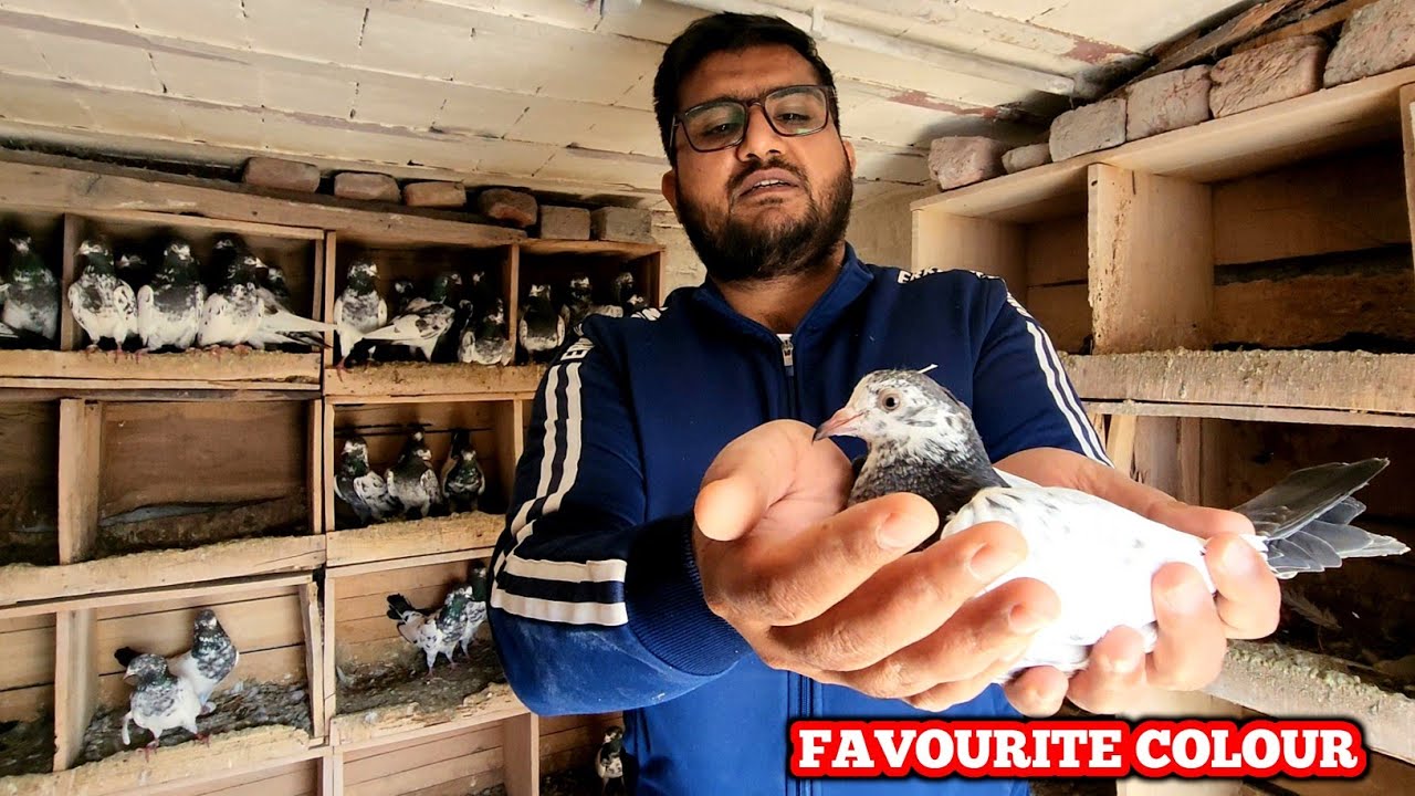 Breeding Ke Liyay Baby Pigeon Rokay
