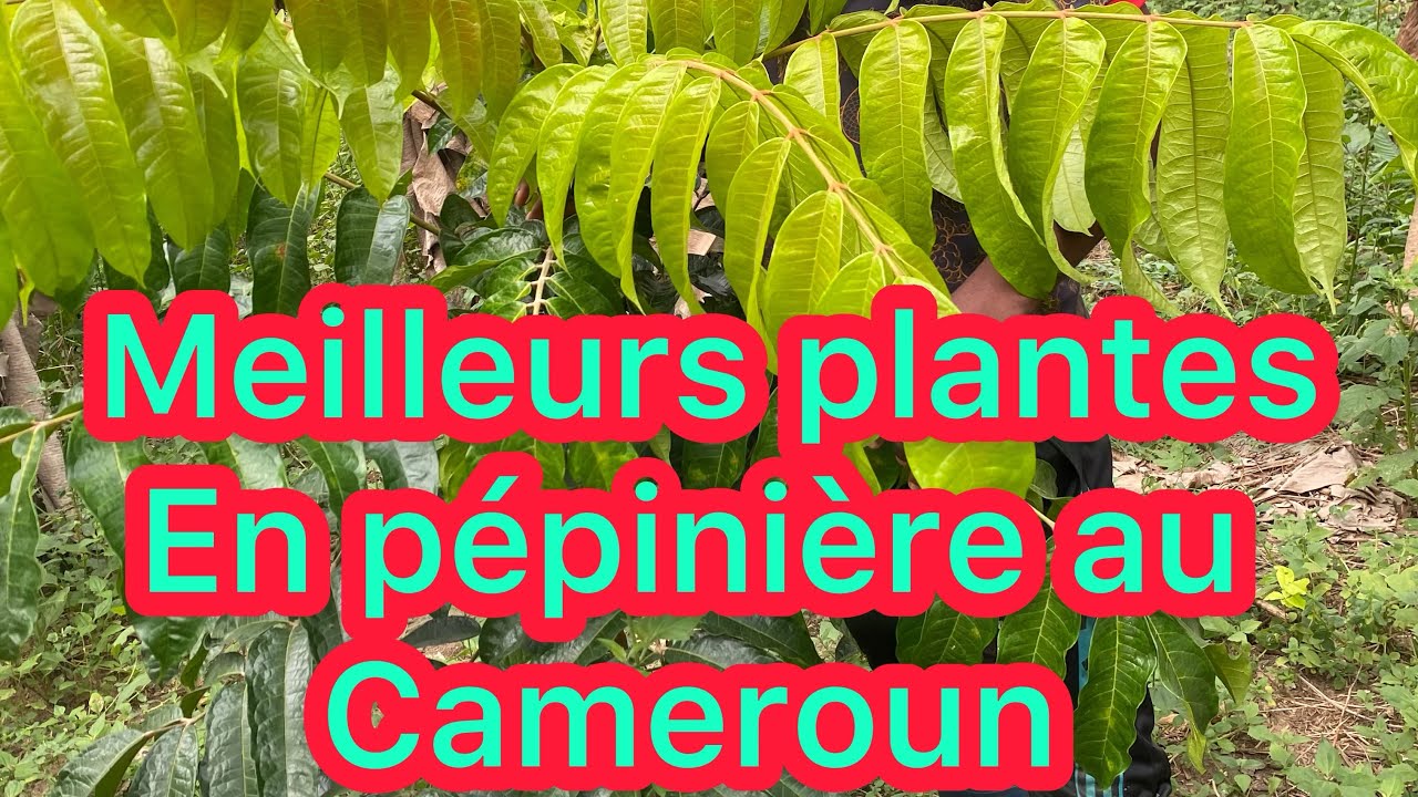 Voici la plus grande pépinière d’arbres fruitiers d’Afrique centrale.