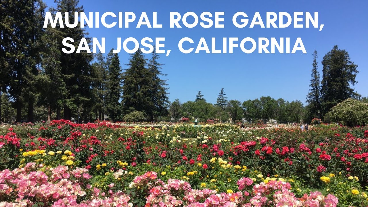 MUNICIPAL ROSE GARDEN, SAN JOSE, CA| America's Best Rose Garden| Summer 2021