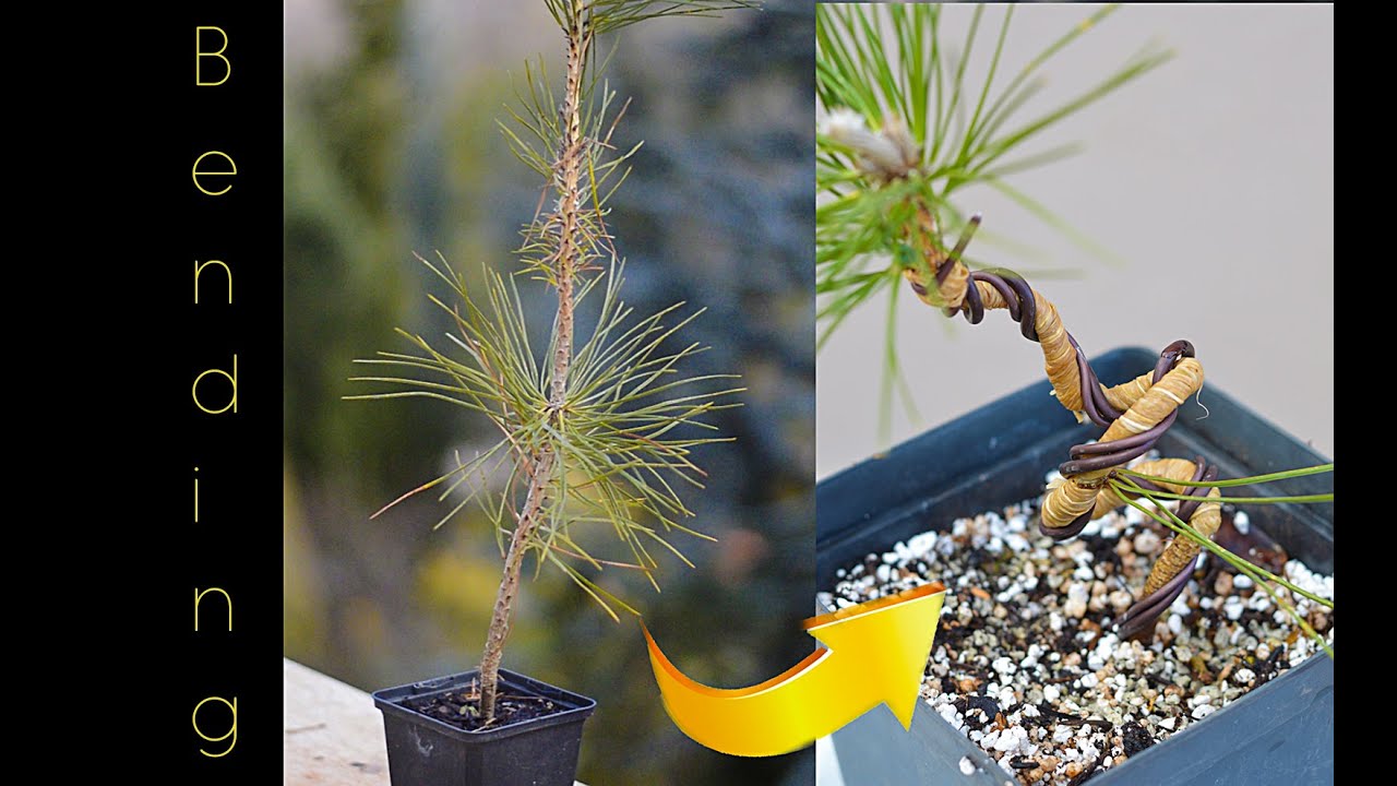Bending a young Japanese black pine (Pinus thunbergii) for initial styling - Arkefthos Bonsai