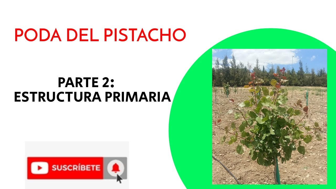 ✂💚PODA de los PISTACHOS  1 y 2 años, variedad AVDAT sobre pie P. Atlántica en SECANO ✂🌲