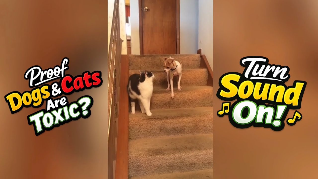 The Most Toxic Dog & Cat Relationships Ever Caught on Camera!