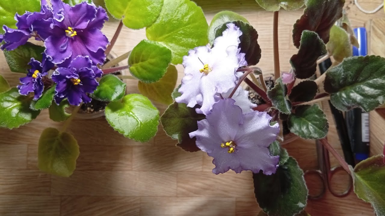 Фиалка 🌸 пересадка #фиалка 