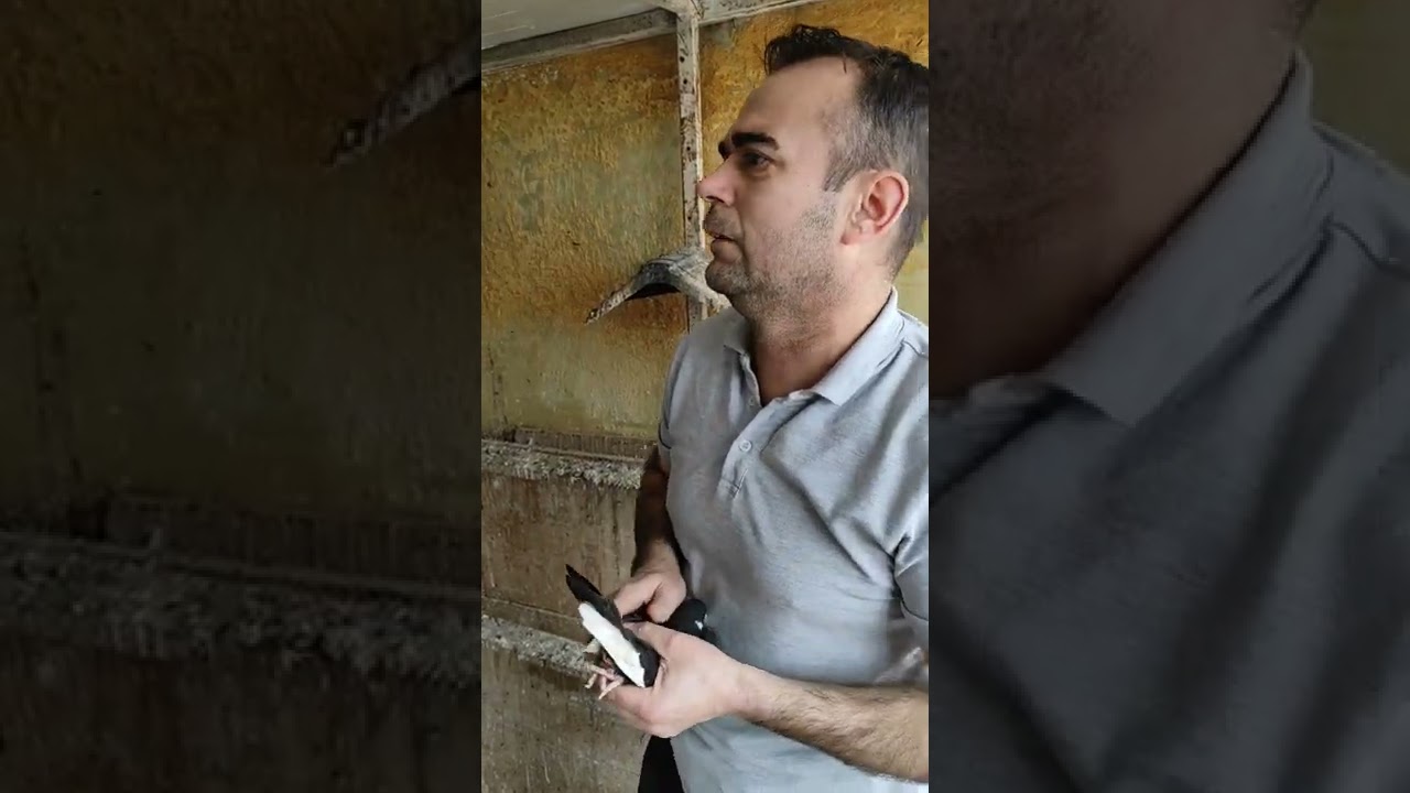 GANİ YÜKSEL kümesleri BURSA Oynarı ve DUBLE Kara kuyruk mülakat kaliteyi birde böyle izleyin.