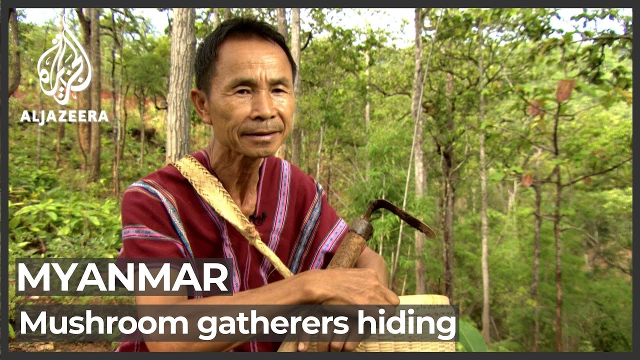 Mushroom gatherers in Myanmar hide from military crackdown
