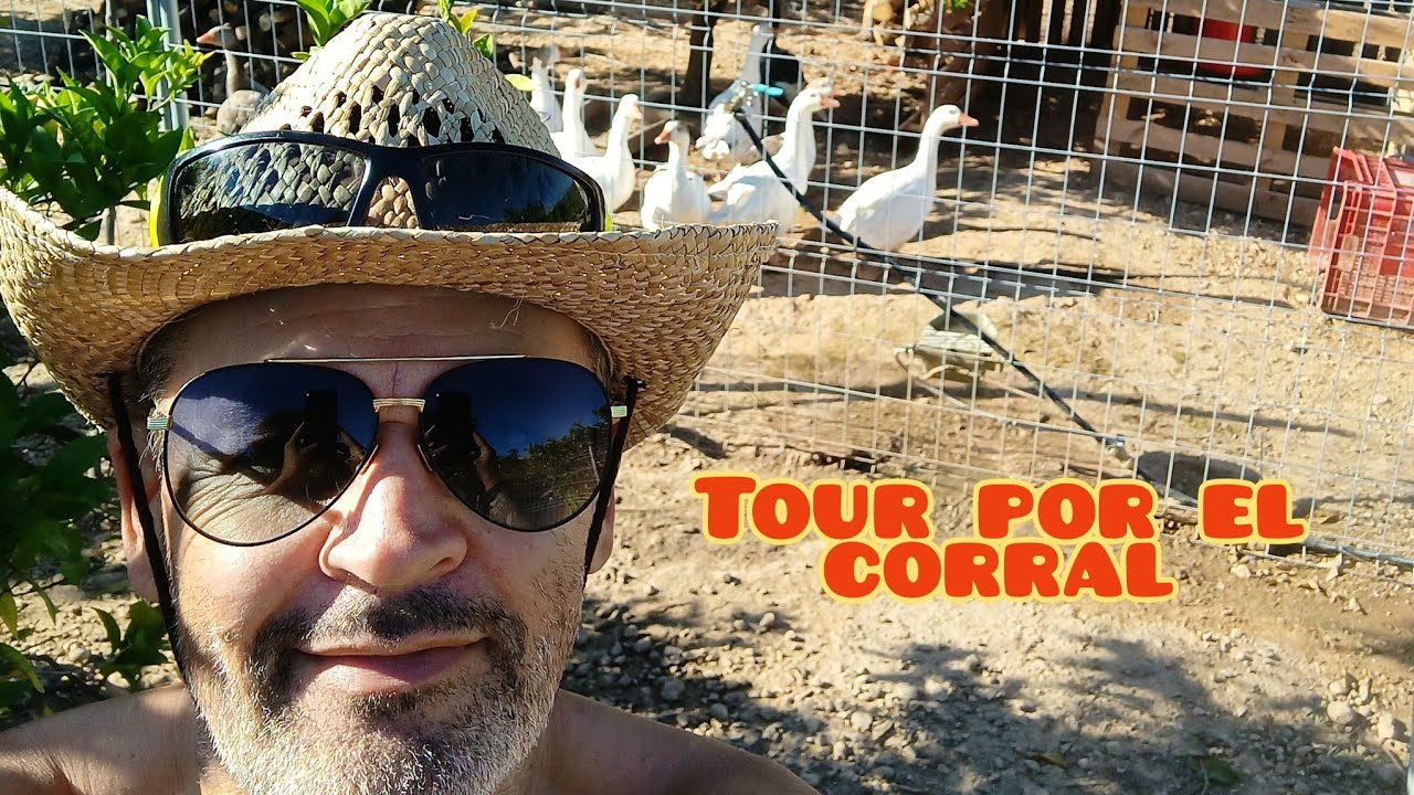 Una vuelta por el corral