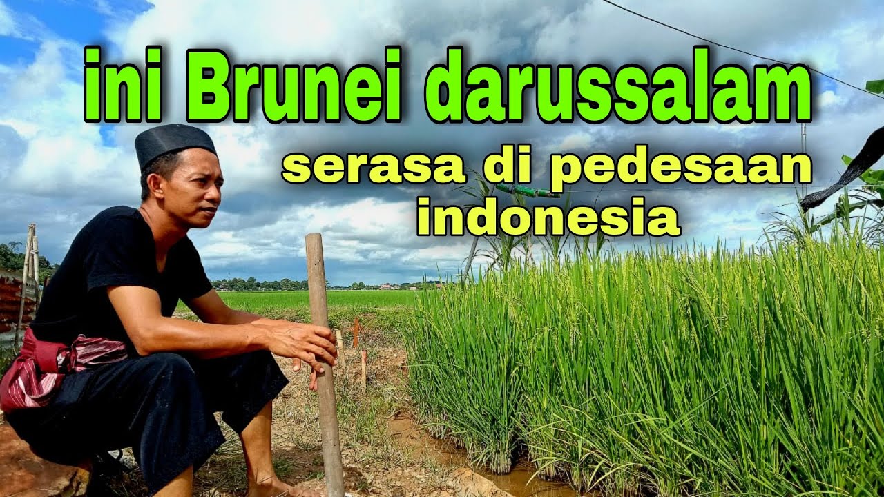 mirip pedesaan di Indonesia tapi ini di Brunei Darussalam | sawah dan padi