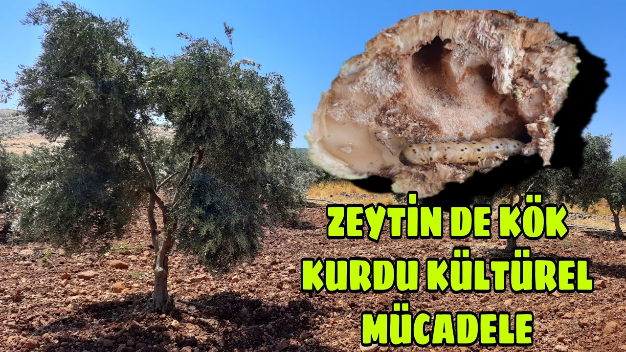 ZEYTİN DE DİP, ÜST SÜRGÜNÜ ALMA ve KÖK KURDU KÜLTÜREL MÜCADELESİ... GÜNCEL FİYAT ve ALINAN TEDBİRLER