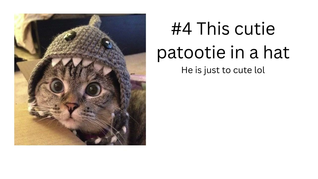 Top 5 coolest cats