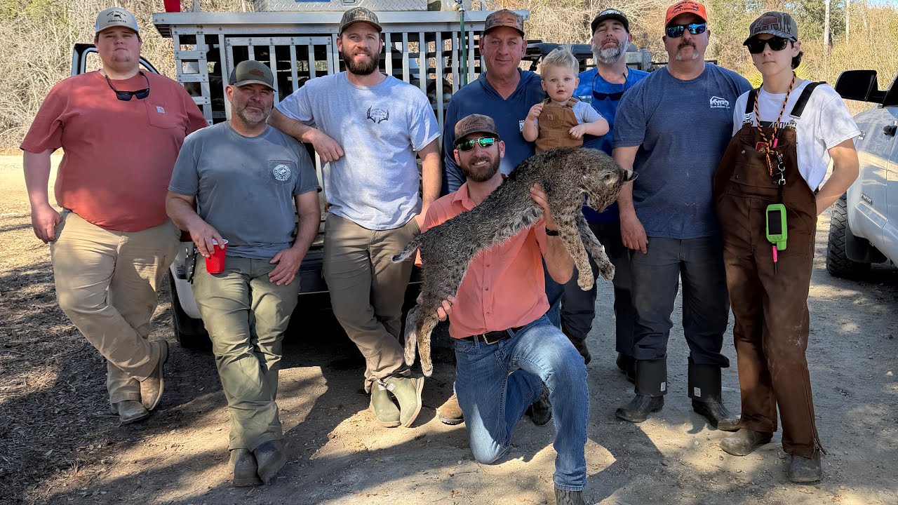 Bobcat hunting with hounds in Florida! with @KnotNormalAdventures