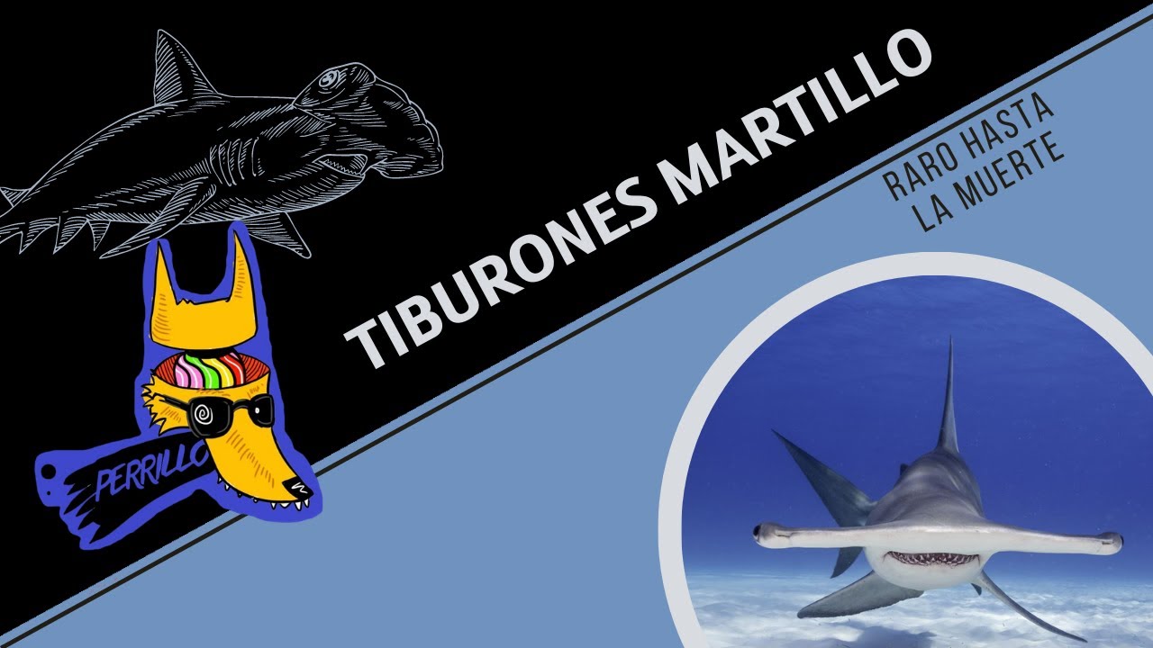 Tiburones Martillo: A Perrillo no le gustan, y eso est&aacute; bien | Ep 85| CULTURA COLMILLUDA