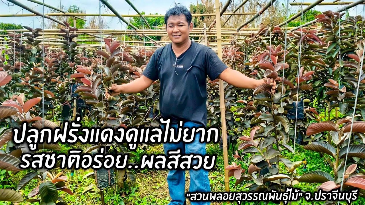 ปลูกฝรั่งแดงดูแลไม่ยากรสชาติอร่อยผลสีสวย 