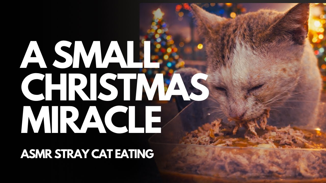 A Surprise Christmas Dinner For Stray Cats