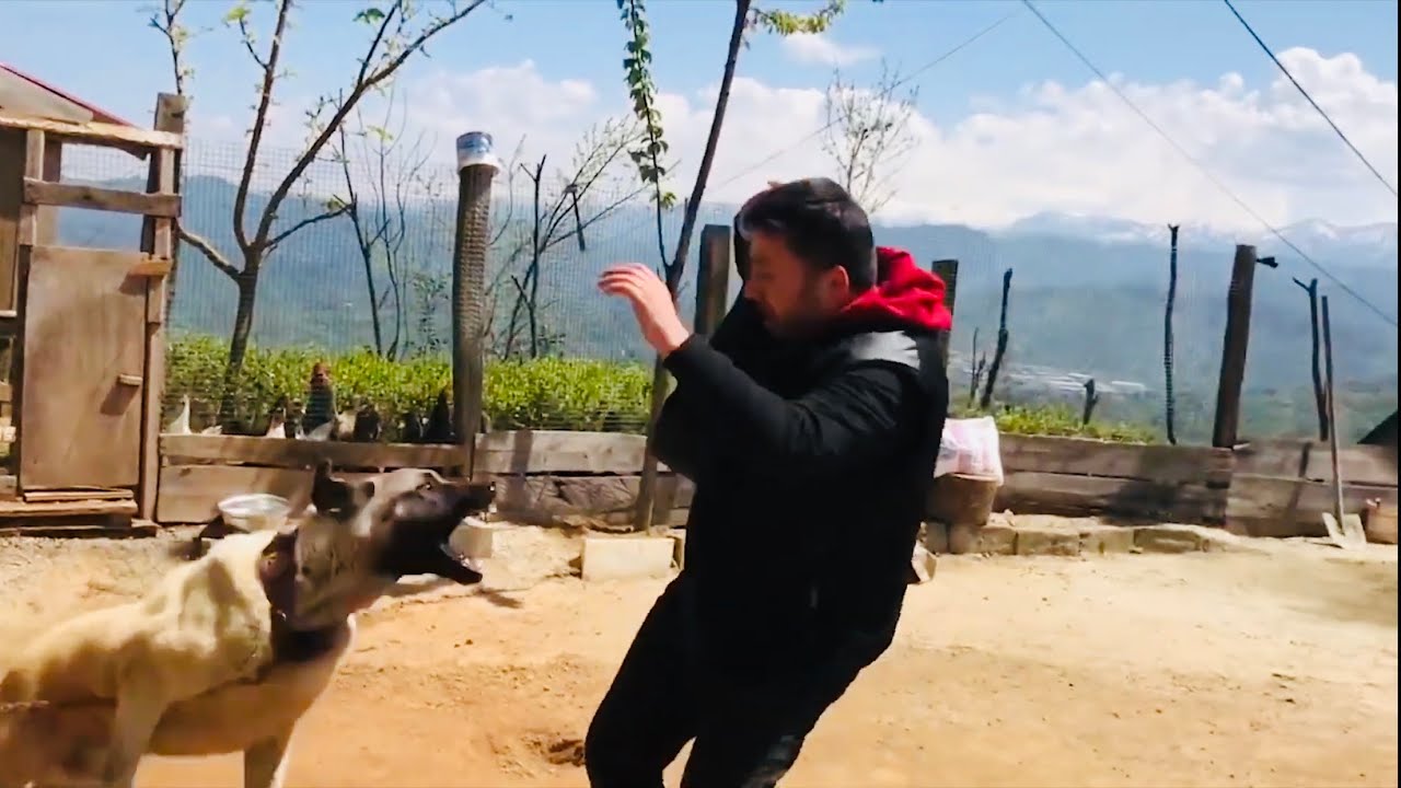 KANGAL BARON’UN GAZABINA UĞRAYANLAR :))