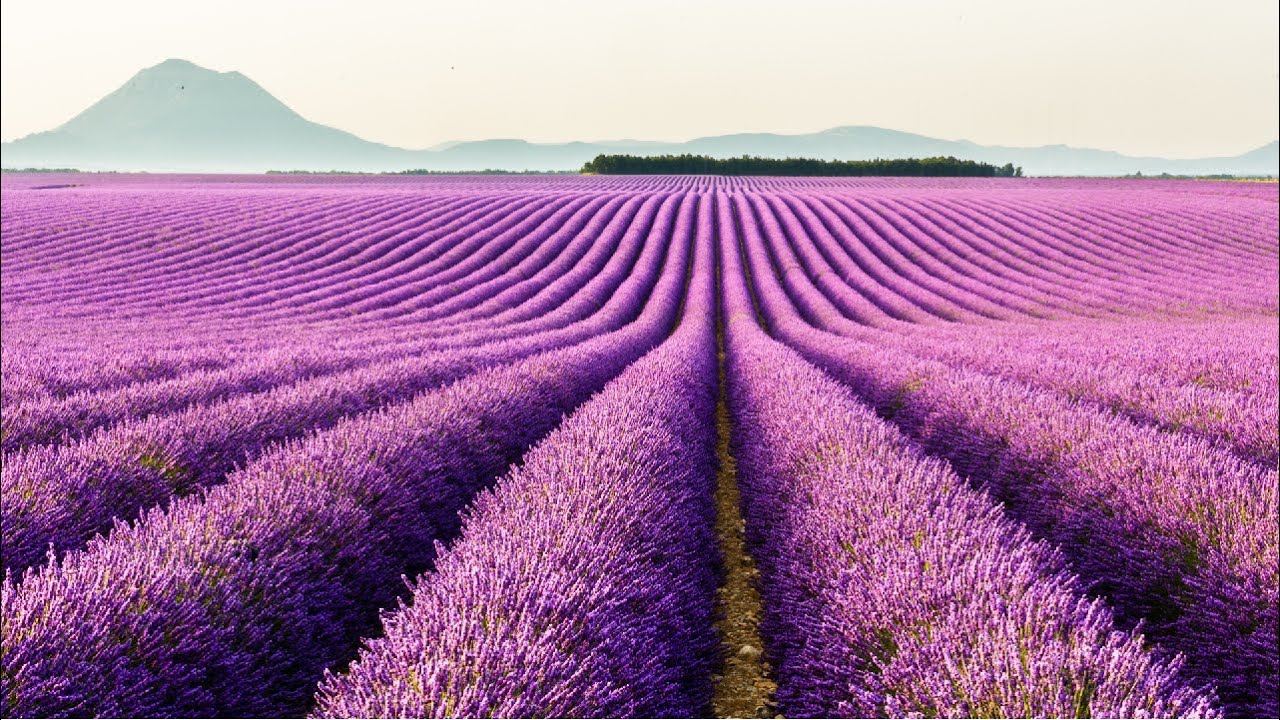 Những Cánh Đồng Hoa Đẹp Nhất Thế Giới | Cánh Đồng Hoa Lavender Đẹp Ngỡ Ngàng | Ngọc Diễm Official