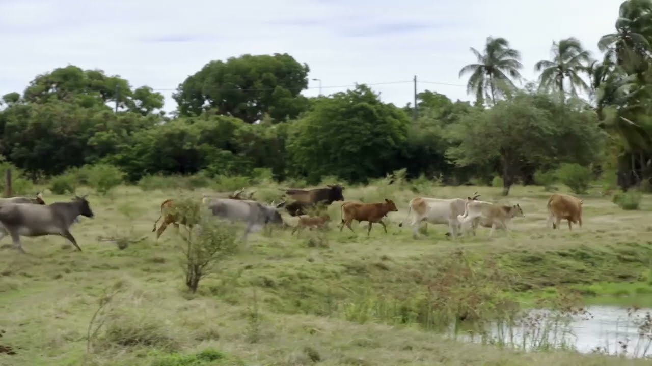 Nous, gens de la terre - la Guadeloupe / Extrait