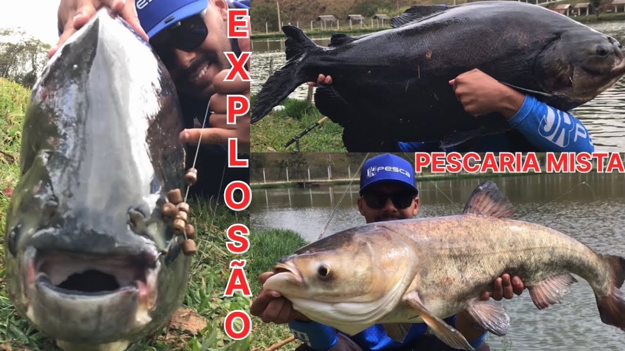 COMEÇOU A TEMPORADA NO TAMUATOA, TAMBAS ATIVOS NA SUPERFÍCIE / PONTO EXCELENTE PARA PESCA DE CARPAS