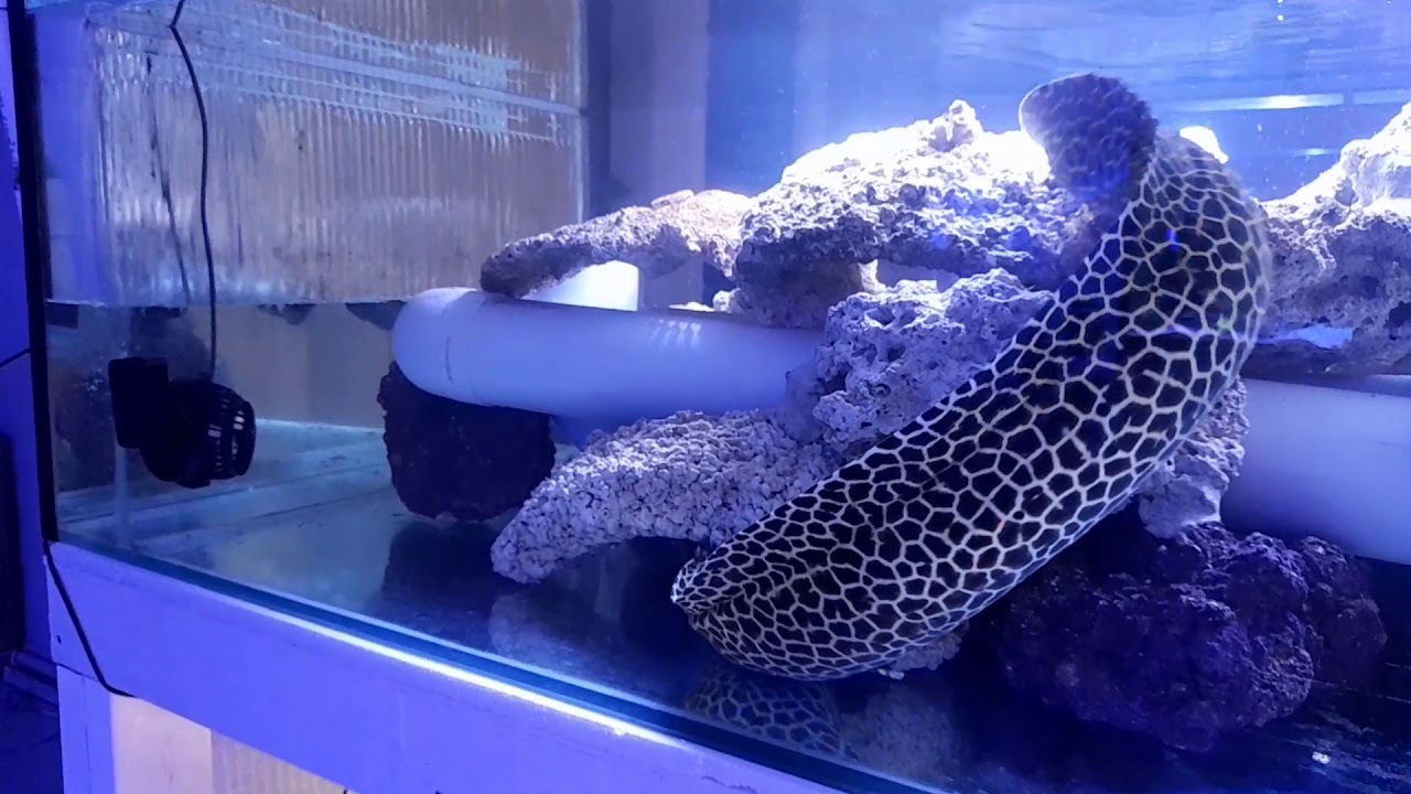 Moray eel tank