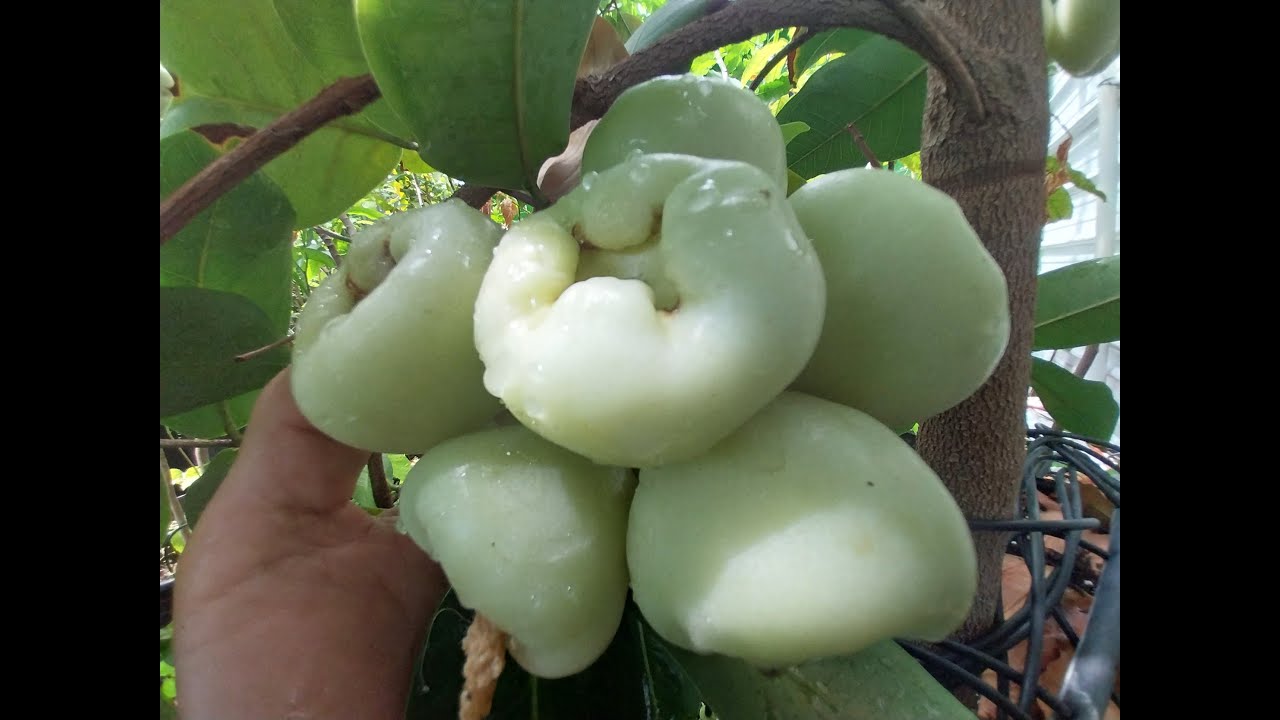  WAX APPLE! One of the BEST fruit no one has tried! 