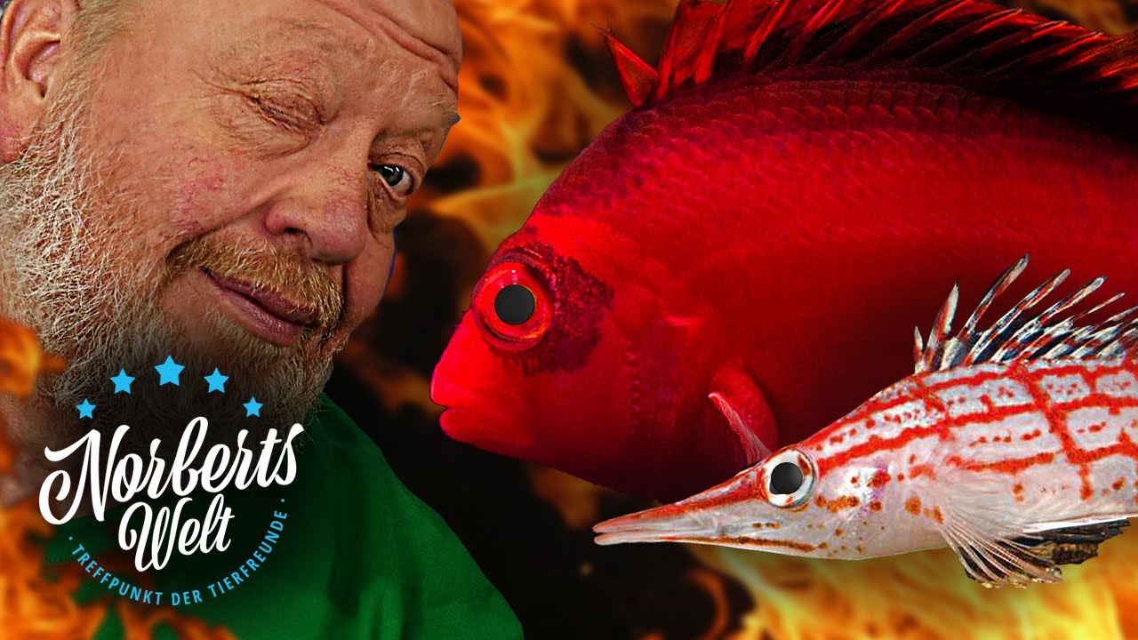 Dieser Fisch FRISST GLEICHGROßE Fische! | FEUERKORALLENWÄCHTER | NORBERTS WELT | Zoo Zajac