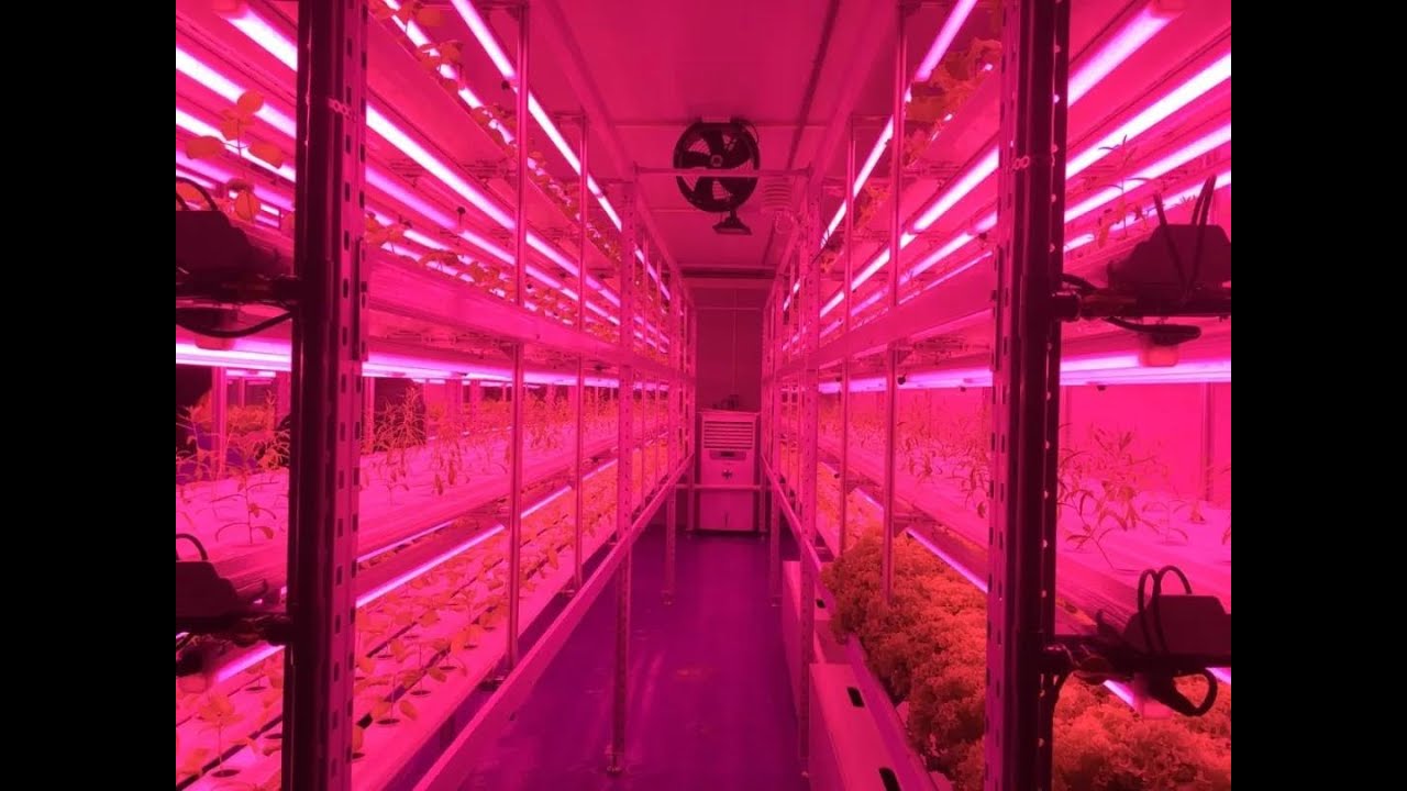 Growing Vegetables and Fruits In Your Basement