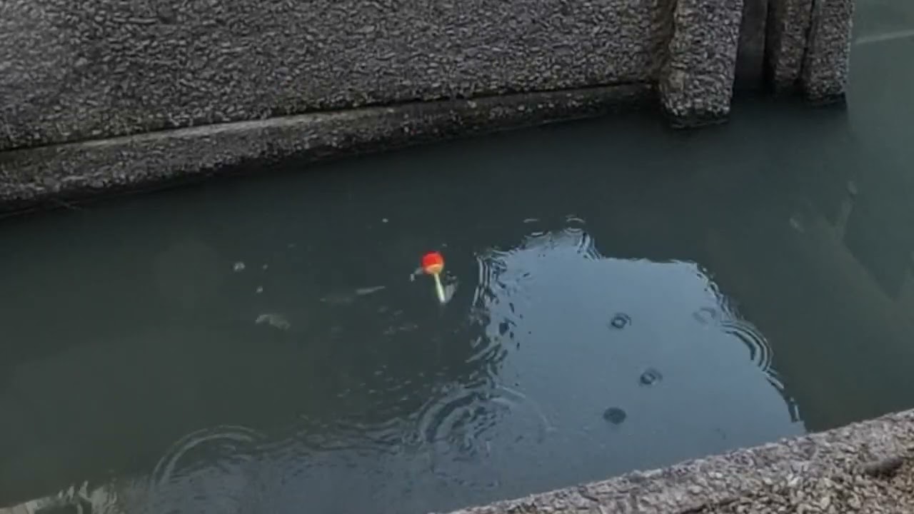 用水路で小鮒釣り 354
