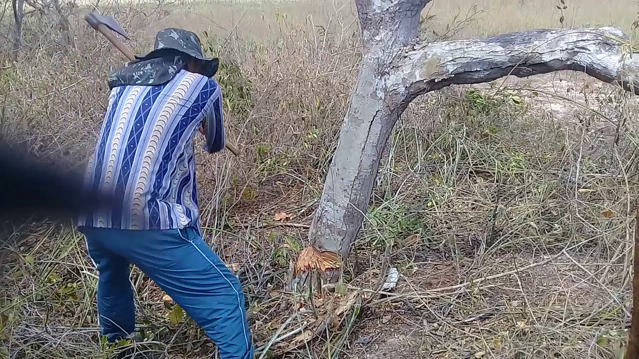 cortando árvore com Machado para fazer poste.