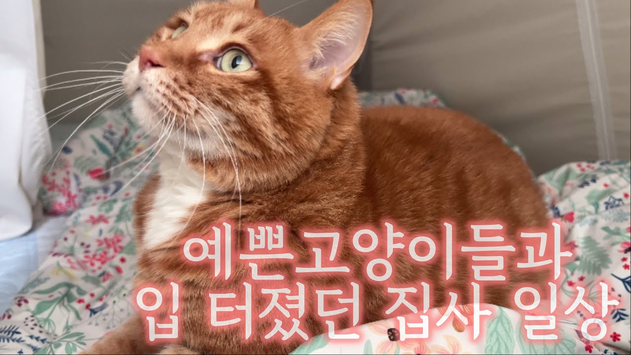 고양이 일상 속에 집사의 입터짐이 버무러짐 라면 생강돼지고기덮밥 구운란 양배추피클 피자도우 (feat. 고라니발자국)