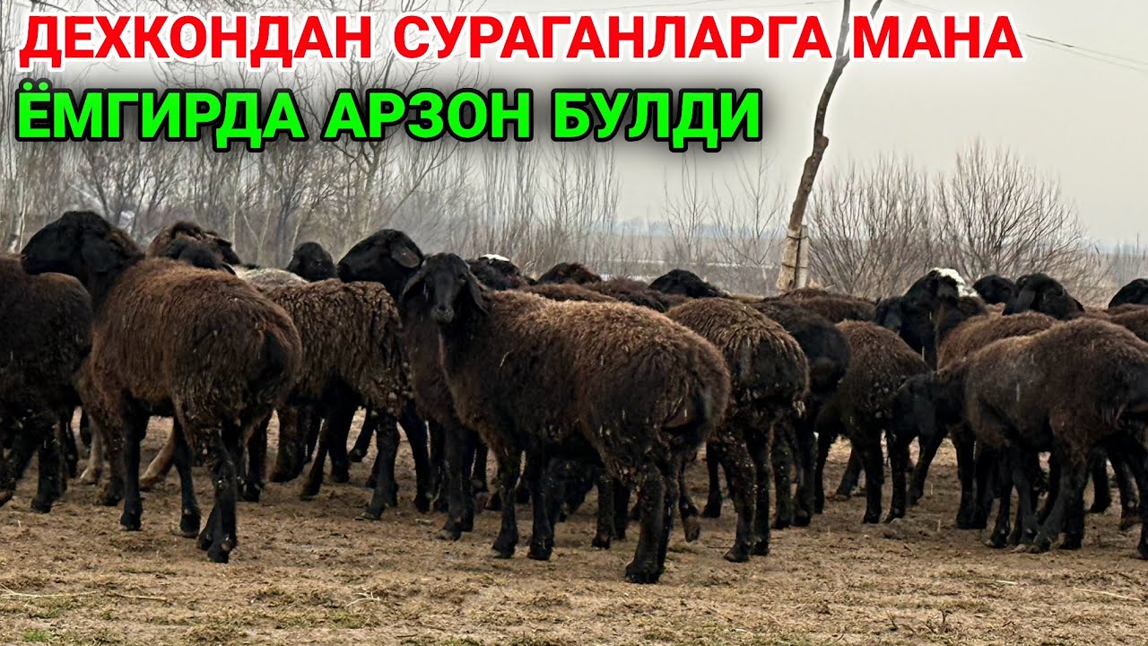 Ёмгирда арзон булди дехкондан курамиз ☎️(99)254 1025. ☎️(95)374 0700