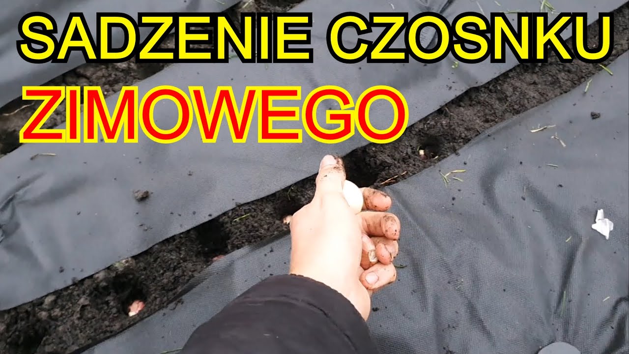 Sadzenie Czosnku ZIMOWEGO | Czosnek uprawa na działce
