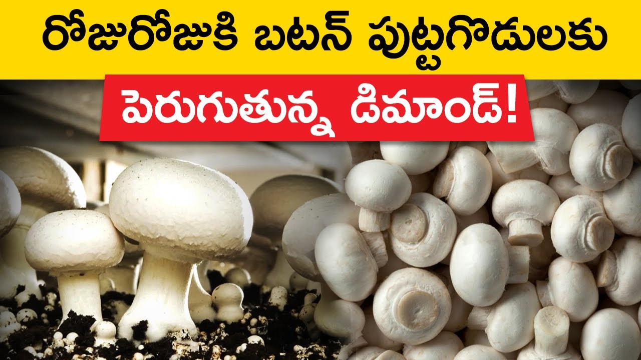 10 Minute Mushroom Farming Hack for Beginners | Button Mushroom Farming in Telugu