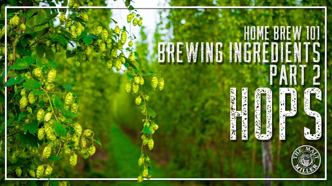 HOME BREW 101 - BREWING INGREDIENTS PART 2 - HOPS | THE MALT MILLER