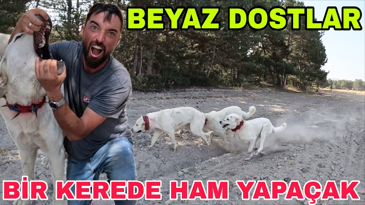 BEYAZ DOSTLAR~BİR ISRIKTA YUTABİLİR~ÖRÜMÇEK ISIRDI!YUSUF HASTALANMIŞ!!