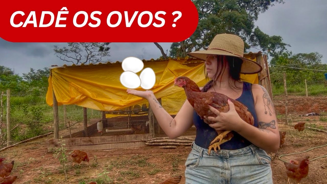 Por que as galinhas NÃO botam ovos na Quaresma? 