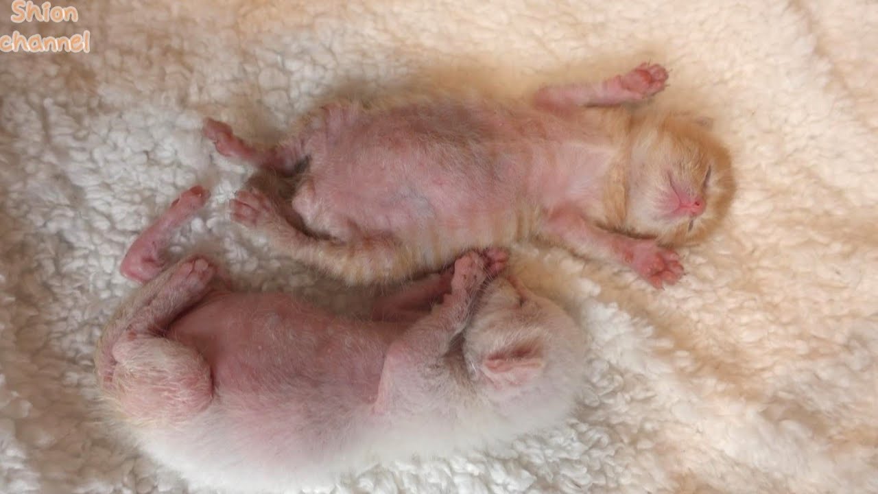 【生後12日】お腹いっぱいになるとパタリと寝落ちしてしまう子猫たち
