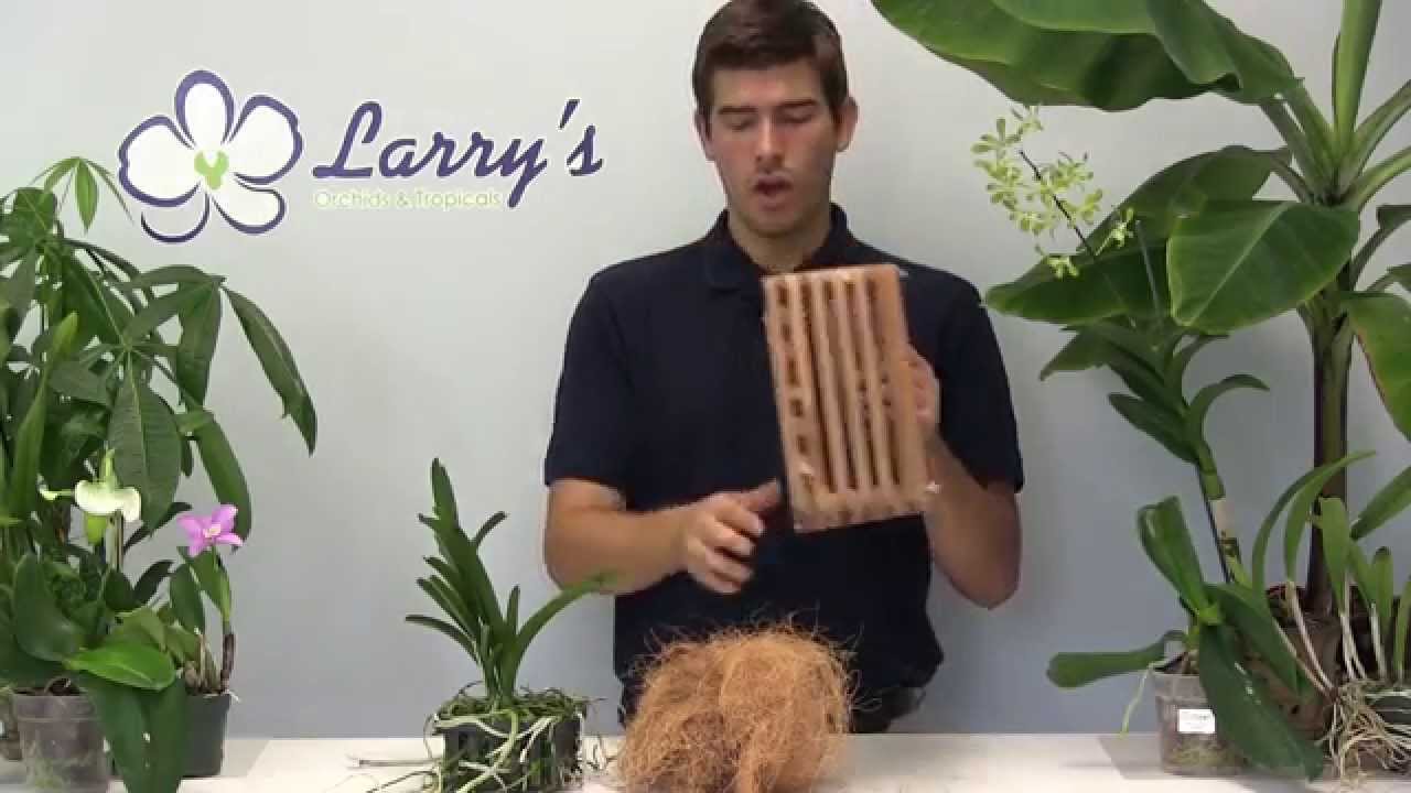How to Re-Pot Vanda Orchids