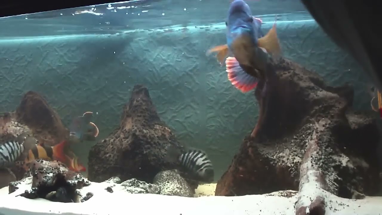 Aequidens rivulatus - Akara pomarańczowopłetwa - Cichlids Pielęgnice  / Green terror / Fight