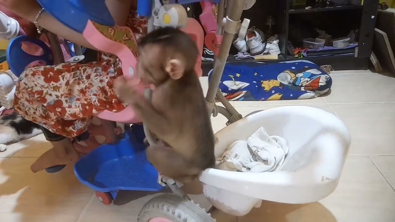 Anak monyet caca lag bermaini main diatas sepeda
