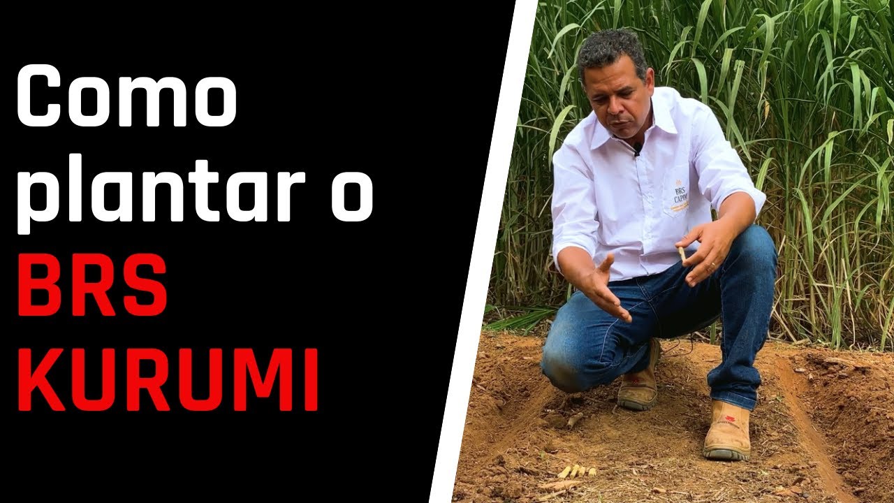 Aprenda a plantar o BRS Kurumi