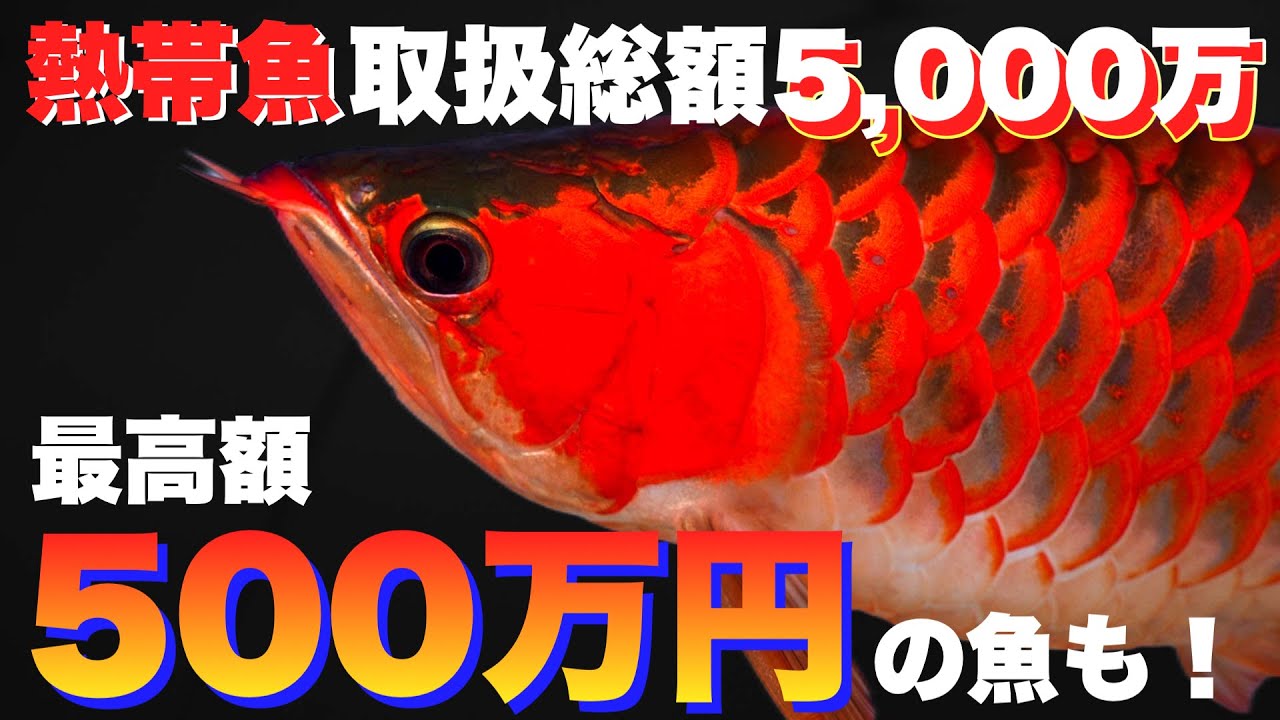 【ショップ訪問】総額5,000万円の魚達！最高額は約500万円！来店・視聴プレゼントも！　熱帯魚　アクアリウム　asian arowana