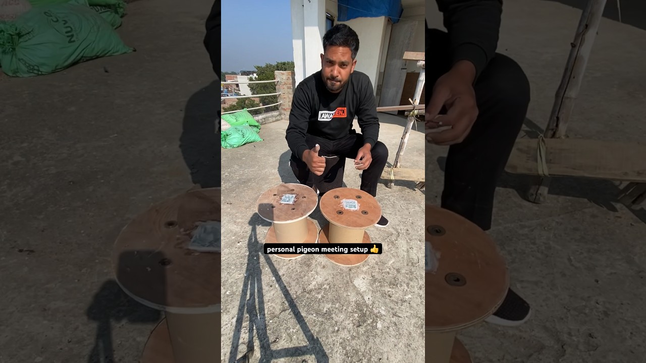 amazing pigeon tips 💞 | #pigeontips #pigeon #kabootar #shorts