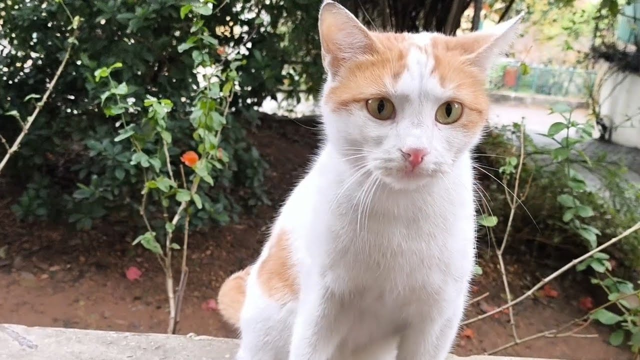 Hello to all 🙏😼💛