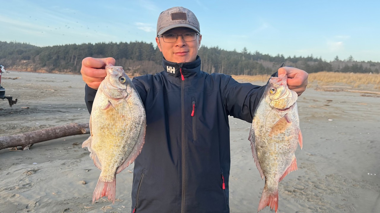 Washington State Redtail Surfperch Frenzy! Quick Limit of Giant Redtail Surfperch (02/28/2026)