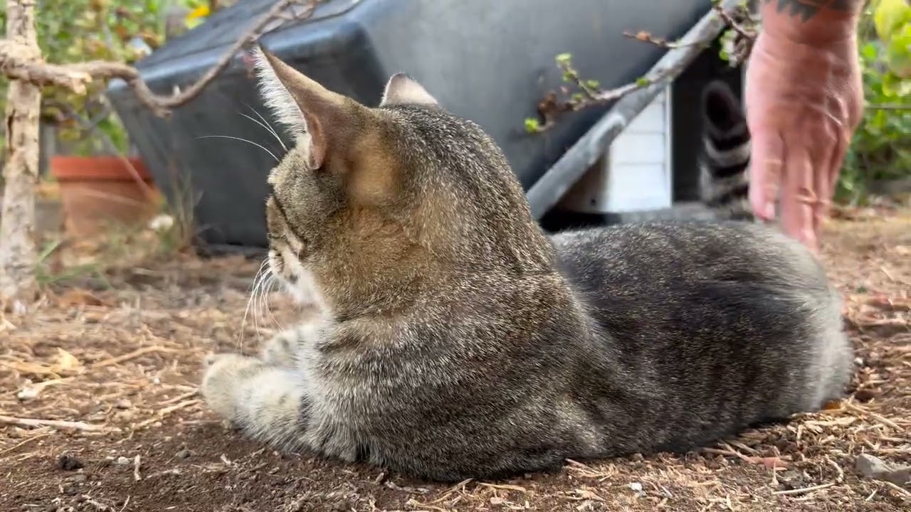Cutest Cat Videos for Cats and People | September 5, 2025