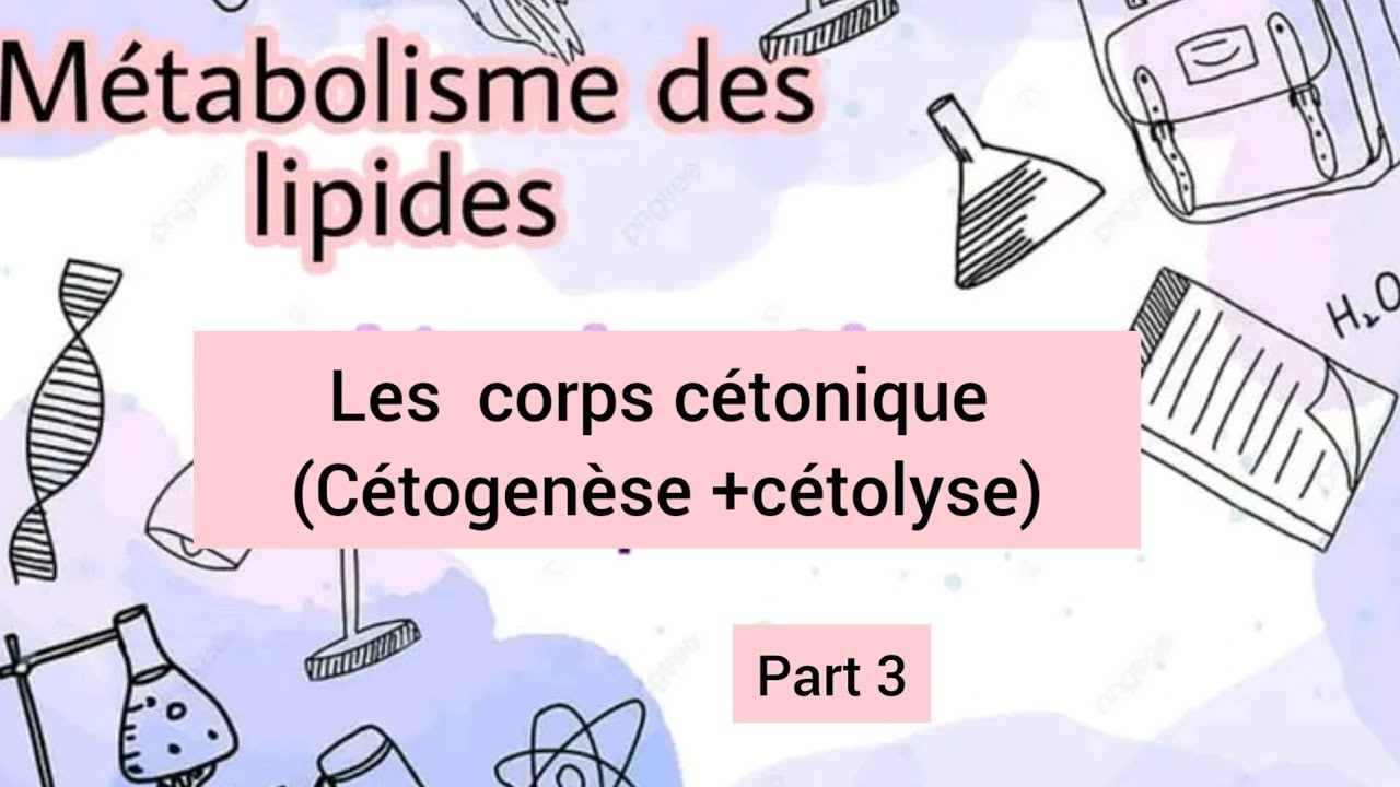 métabolisme des lipides :corps cétonique (Cétogenèse +cétolyse)
