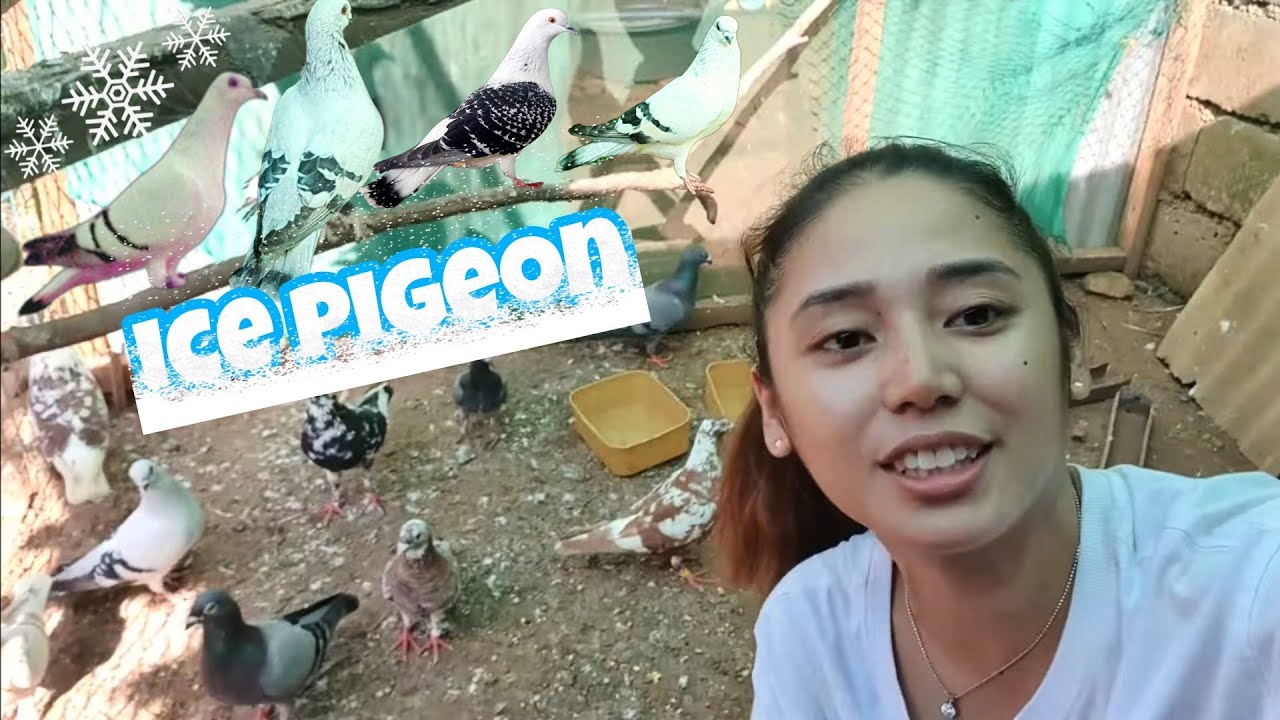 My **NEW** Rare Off-Color Pigeon