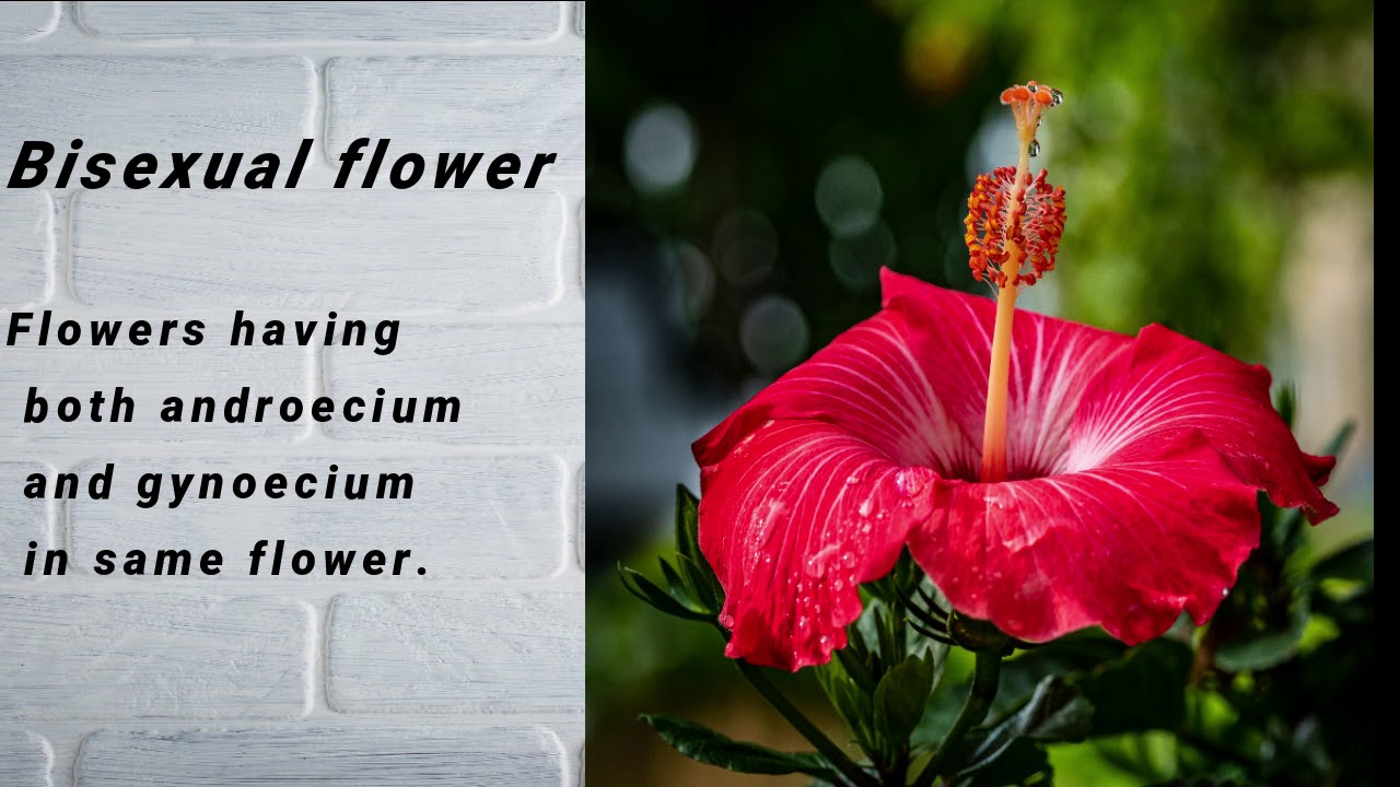 Bisexual, unisexual flowers, male and female flowers