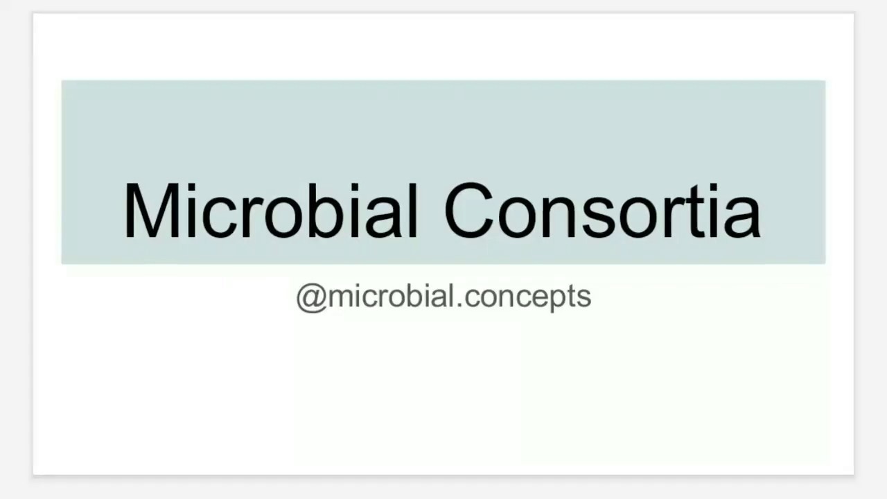 Microbial consortia / consortium