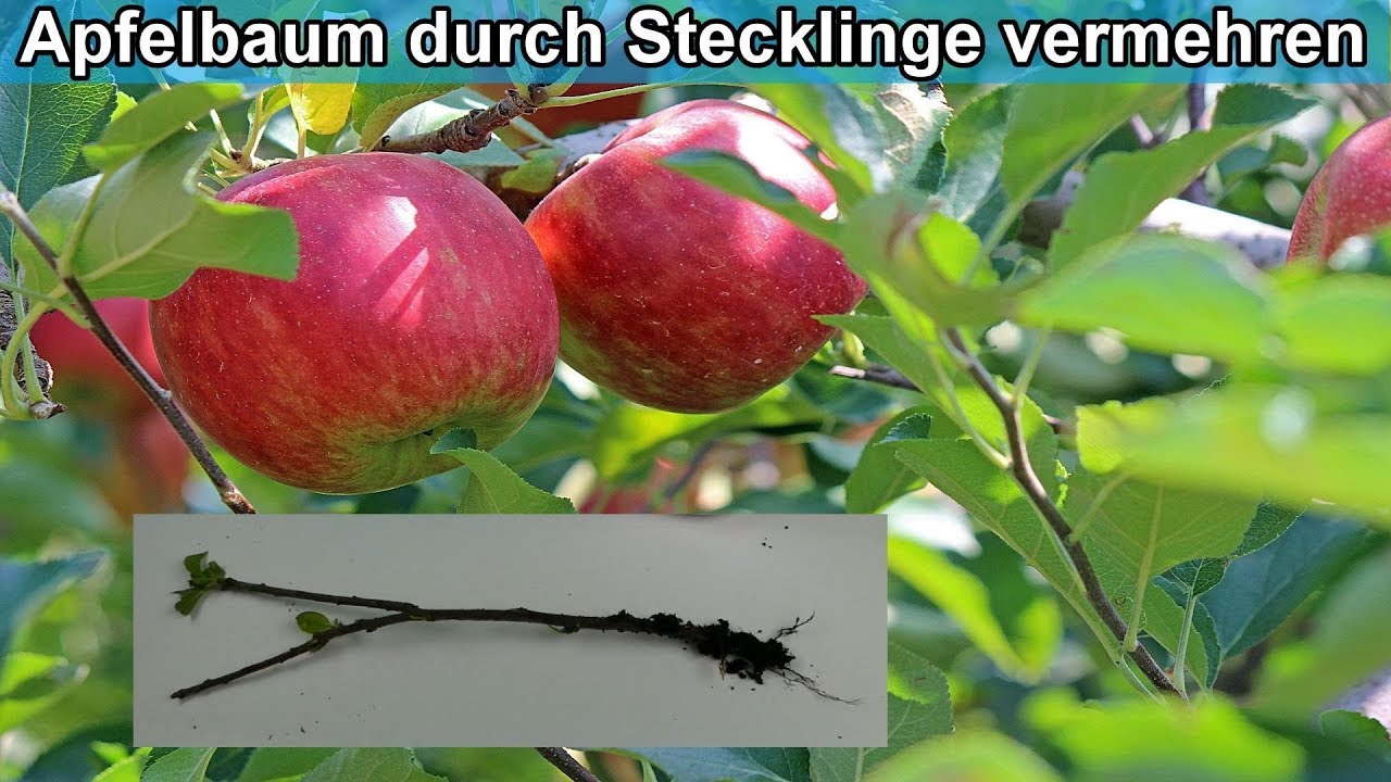 Apfelbaum aus Stecklingen selber ziehen - Apfelbaum aus Ast / durch Zweig vermehren  – Anleitung